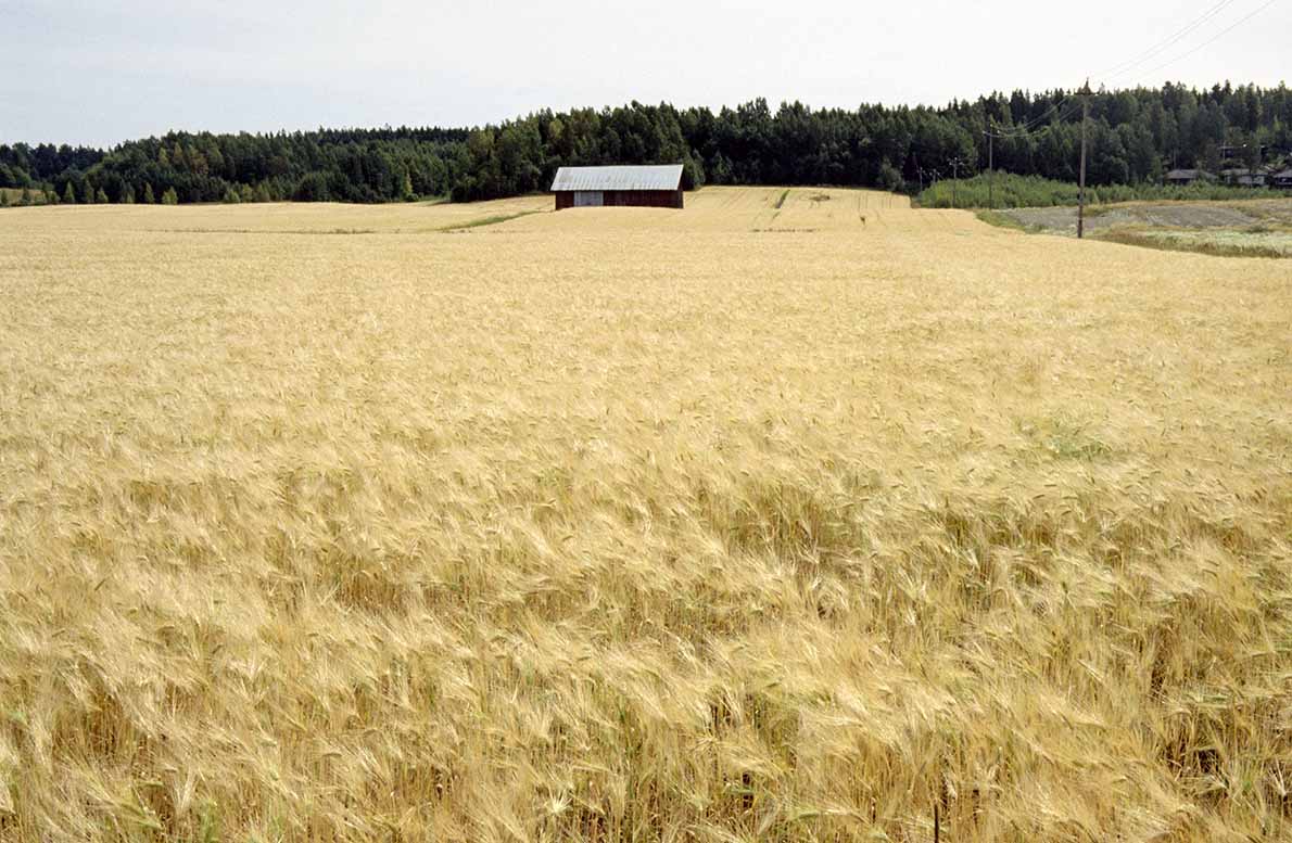 Ohrapelto Latokaskessa, Espoo.