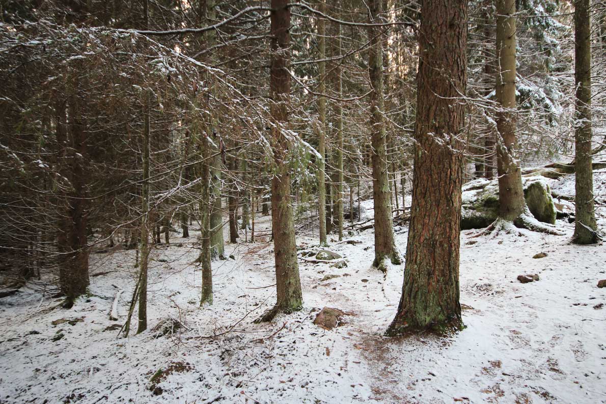 Oittaan luontopolku, Espoo