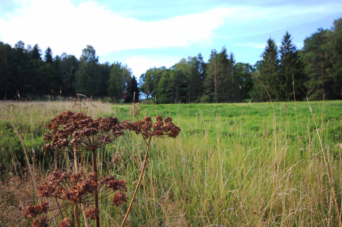 Pörriäisniitty, Espoon keskus.