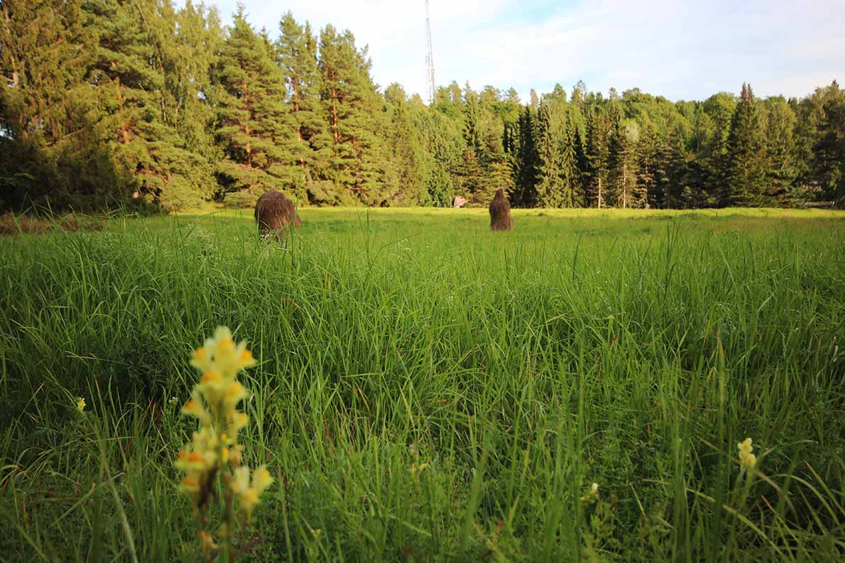 Pörriäisniitty, Espoon keskus.