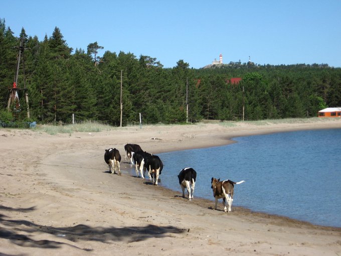 Kuvia Suursaarelta vuodelta 2007.