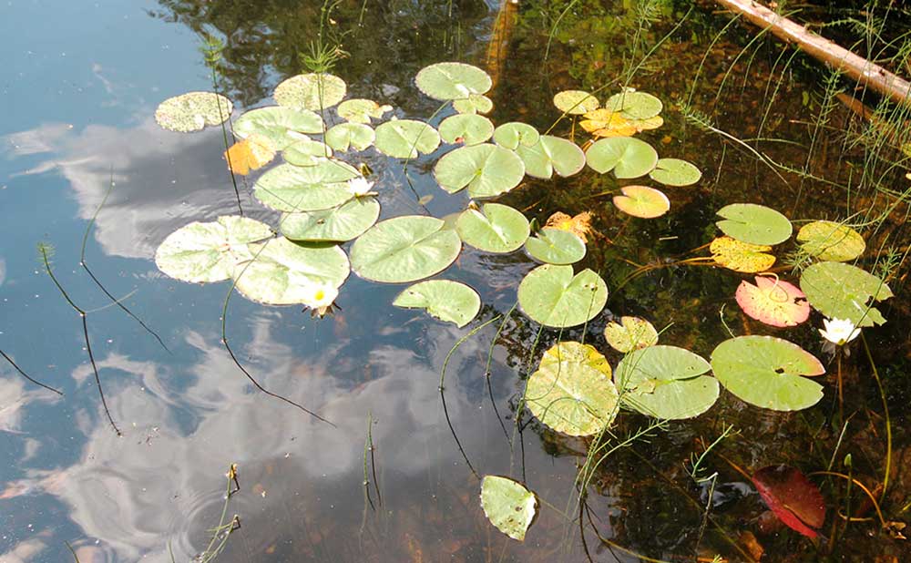 Torisevan rotkojärvet