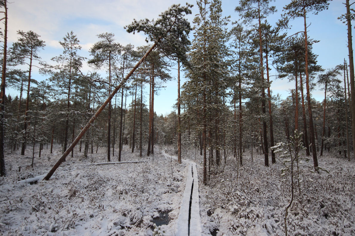 Tremanskärrin suo ja luontopolku