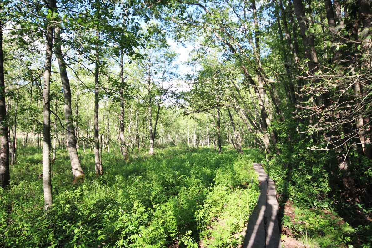 Hanikan luontopolku, Espoo.