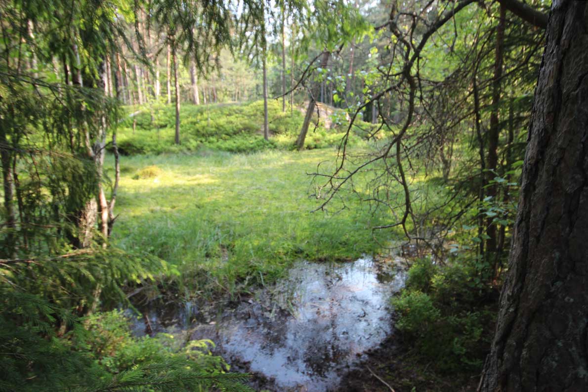 Hannusmetsän luontopolku, Espoo