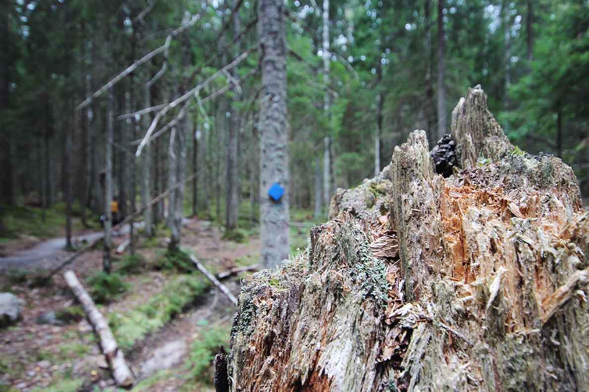 Haukankierros, Nuuksio.