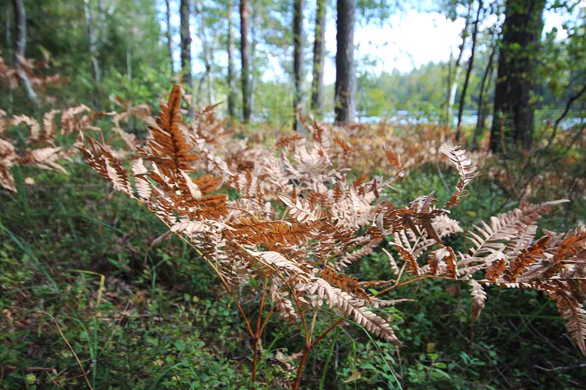 Korpinkierros, Nuuksio