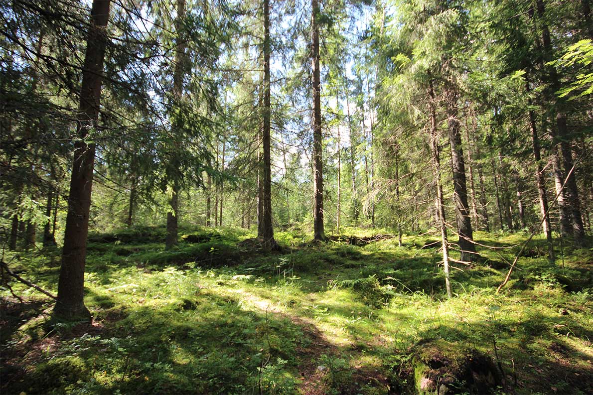 Punarinnankierros, Nuuksio.