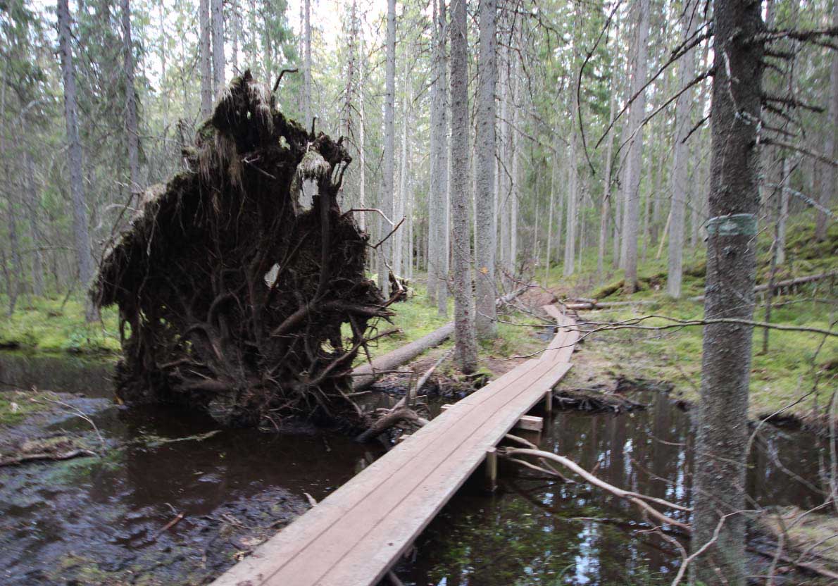 Sorlammen luontopolku, Nuuksio