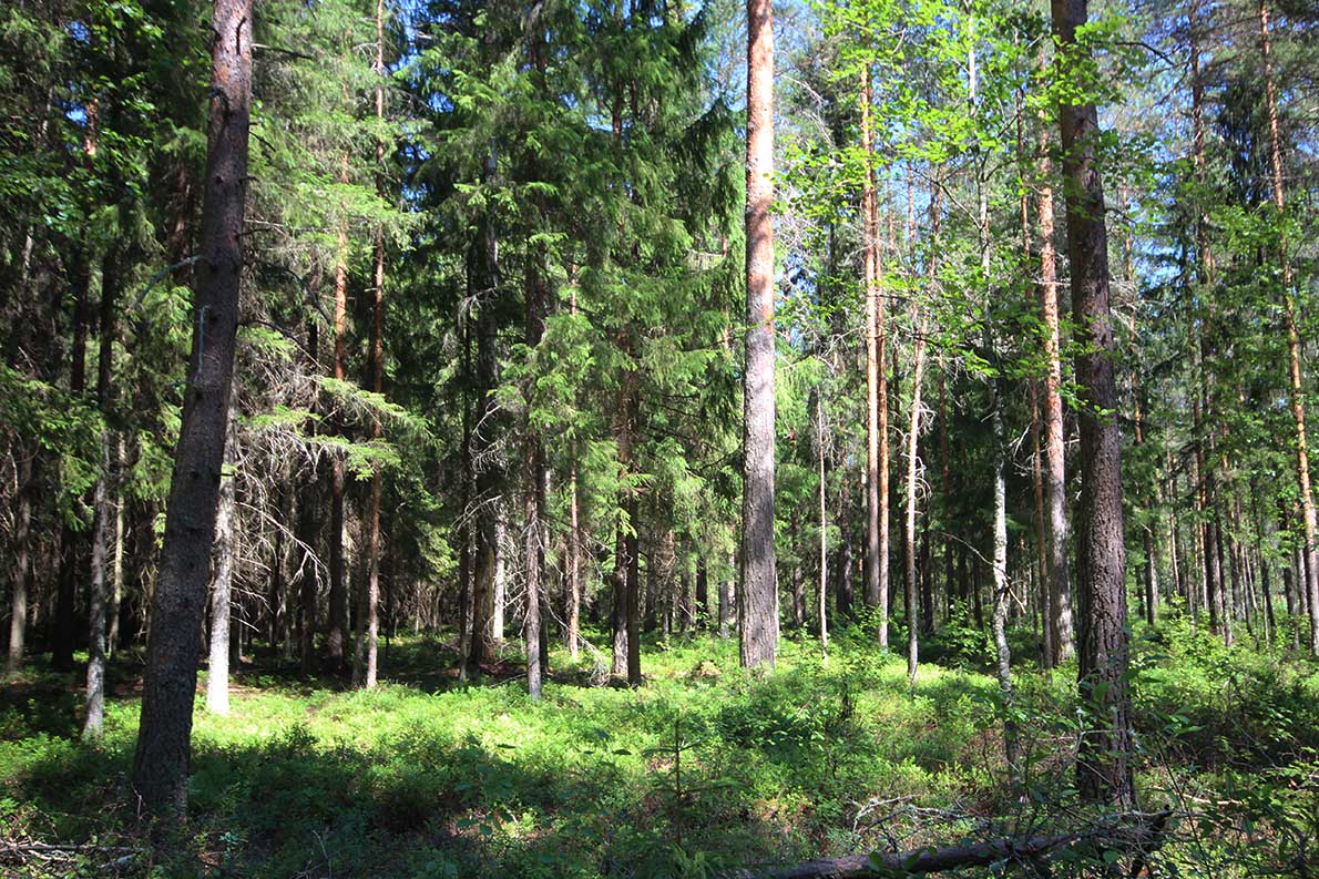 Odilammen uimaranta, Espoo