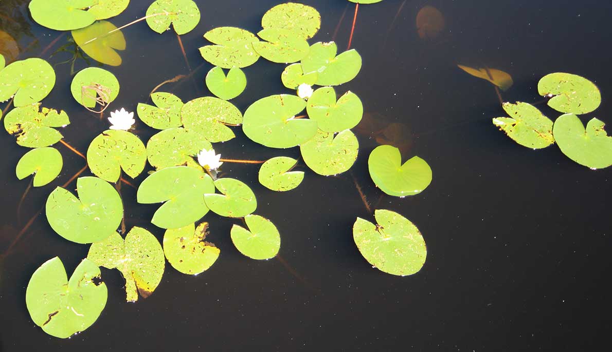 Odilammen uimaranta, Espoo